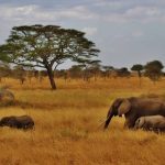 Le parc Serengeti face aux défis de la conservation