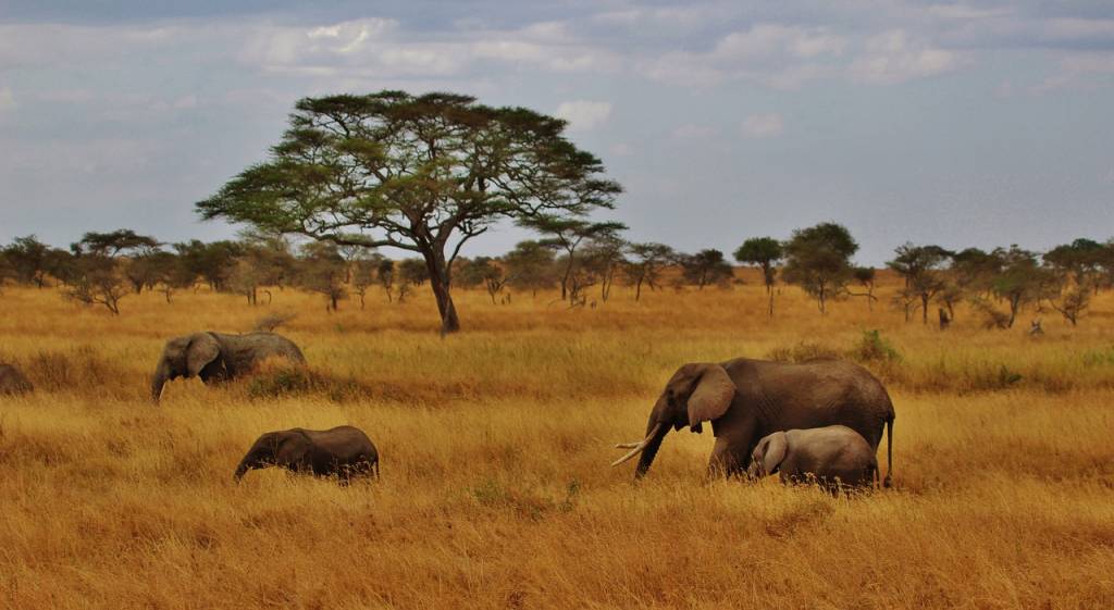 Le parc Serengeti face aux défis de la conservation